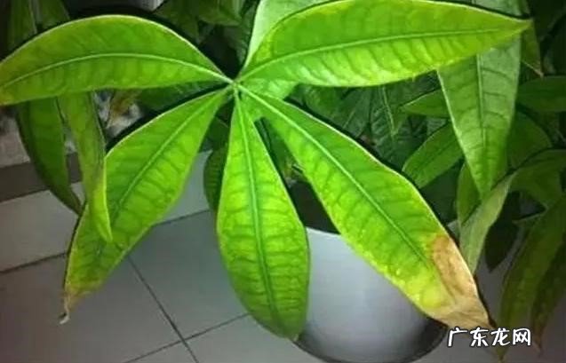 浇水过多 植物叶子发黄主要是什么原因