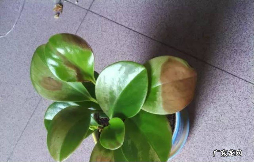 浇水过多 植物叶子发黄主要是什么原因