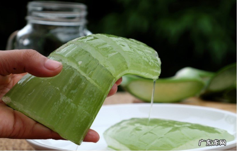 养成以后捣碎 植物芦荟怎么美容