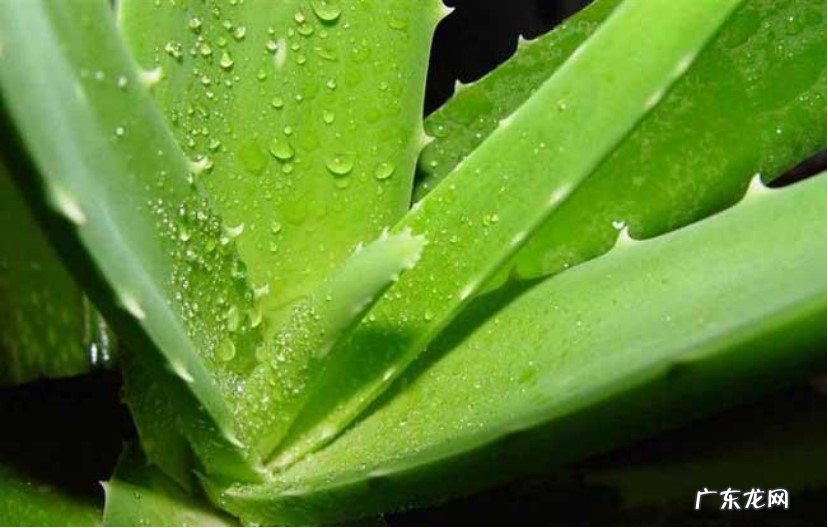 养成以后捣碎 植物芦荟怎么美容