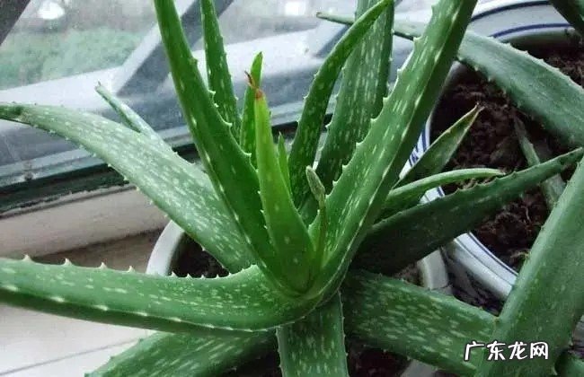 养成以后捣碎 植物芦荟怎么美容