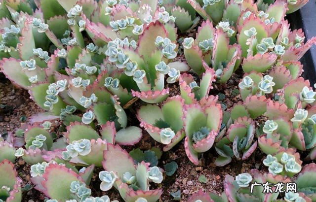 不死鸟,虎皮兰,金钱树 不用担心养死的植物有什么