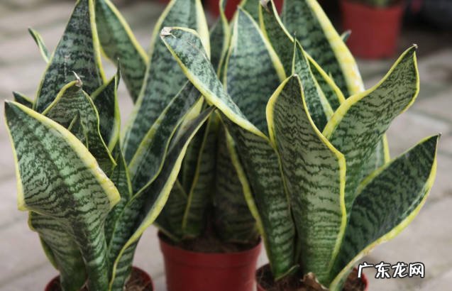 不死鸟,虎皮兰,金钱树 不用担心养死的植物有什么