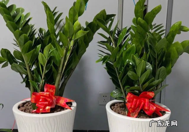 不死鸟,虎皮兰,金钱树 不用担心养死的植物有什么