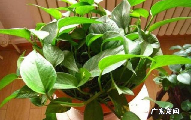 温度变化 冬天养绿萝要注意什么