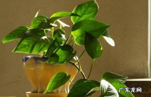 温度变化 冬天养绿萝要注意什么