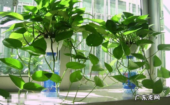 温度变化 冬天养绿萝要注意什么