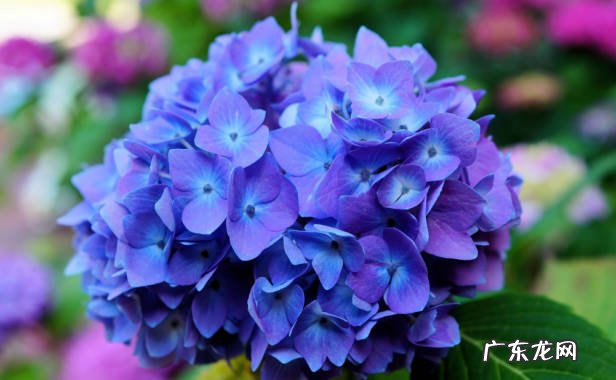 栀子花,绣球花,杜鹃花 哪些花不能轻易的换盆