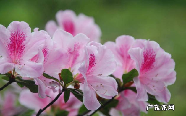 栀子花,绣球花,杜鹃花 哪些花不能轻易的换盆
