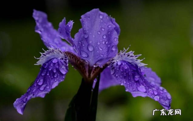 牡丹,郁金香,鸢尾花 哪些花不适合春季养护