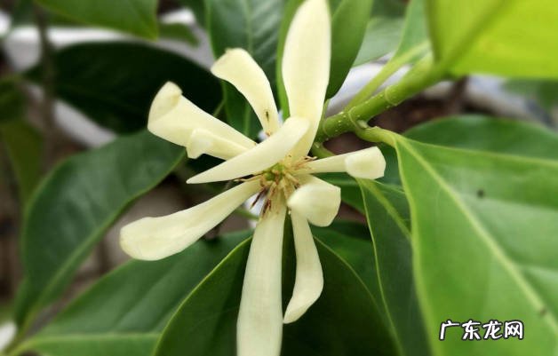 含笑花 常见的香花品种有哪些