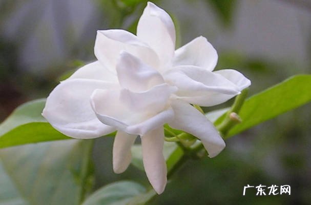 含笑花 常见的香花品种有哪些
