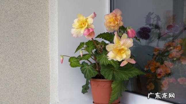 避免暴晒 夏季养护盆栽牡丹花有哪些需要注意的地方