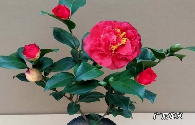 避免暴晒 夏季养护盆栽牡丹花有哪些需要注意的地方