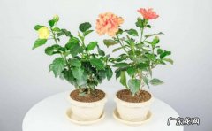 避免暴晒 夏季养护盆栽牡丹花有哪些需要注意的地方