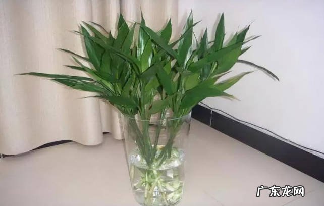 施肥 水培富贵竹要注意什么