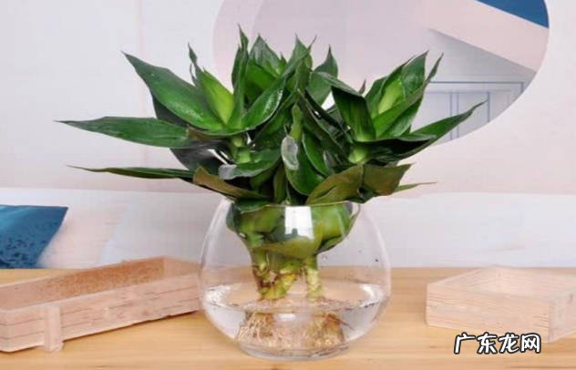 施肥 水培富贵竹要注意什么