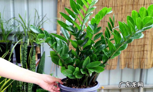 叶子容易发黄 种植发财树存在什么问题