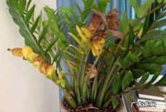 叶子容易发黄 种植发财树存在什么问题