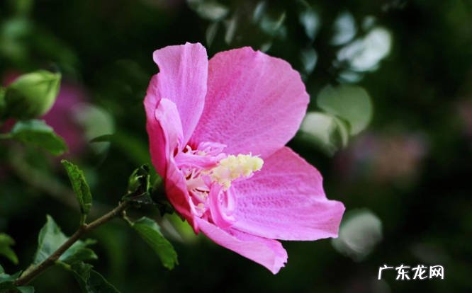 梅花 不同担心被冻死的抗寒花有哪些