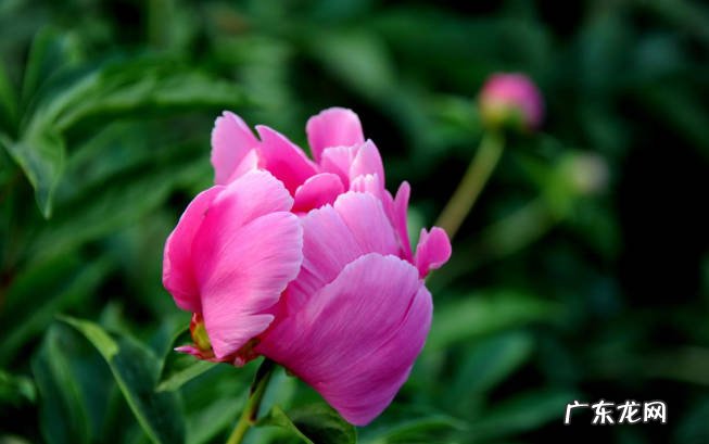 梅花 不同担心被冻死的抗寒花有哪些