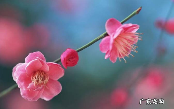 梅花 不同担心被冻死的抗寒花有哪些