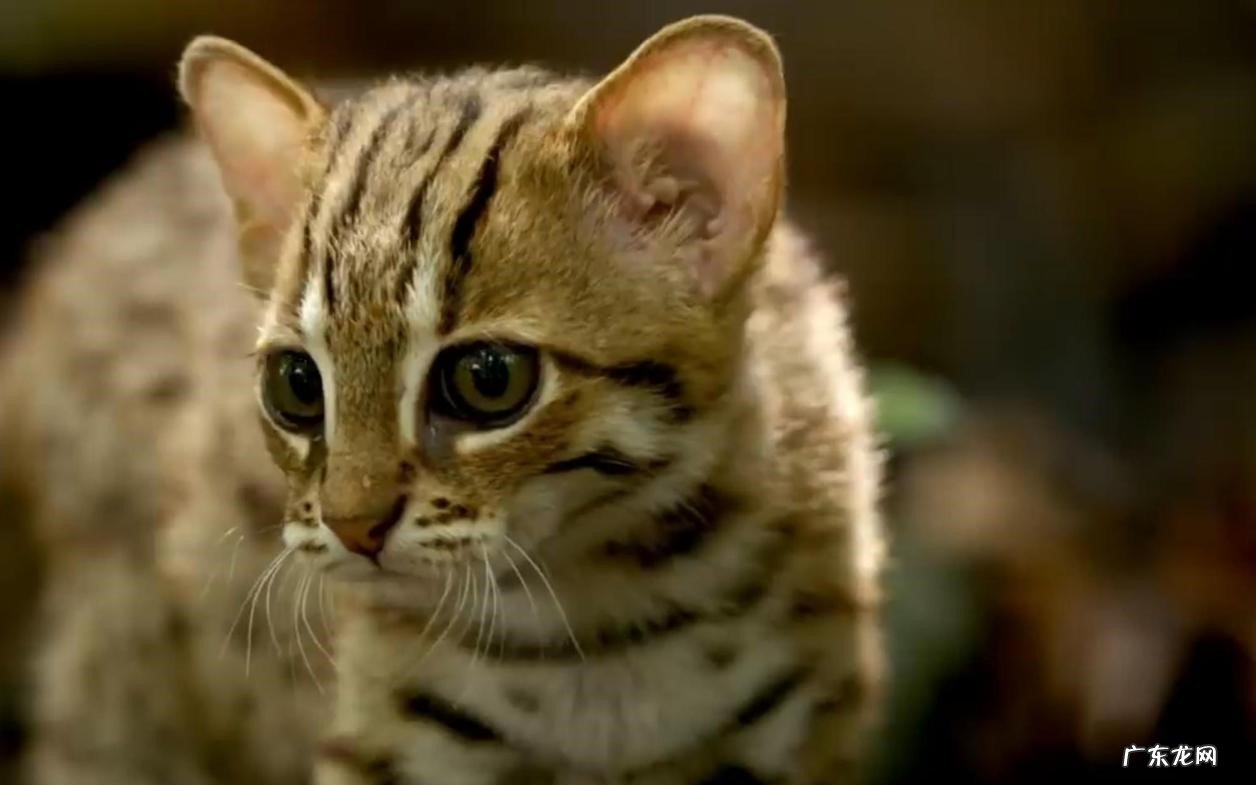 黑足猫,帕拉斯猫,锈斑豹猫 国内禁养的猫咪品种有哪些