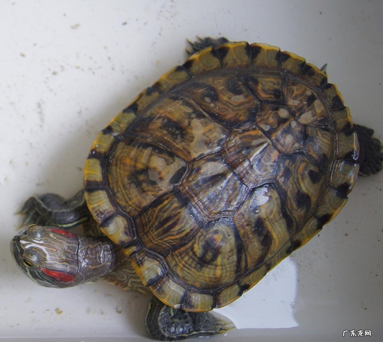 巴西龟,中华草鱼等 市场常见的宠物龟品种有哪些