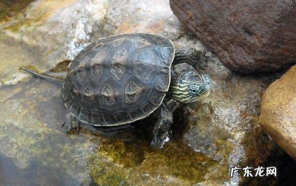 巴西龟,中华草鱼等 市场常见的宠物龟品种有哪些