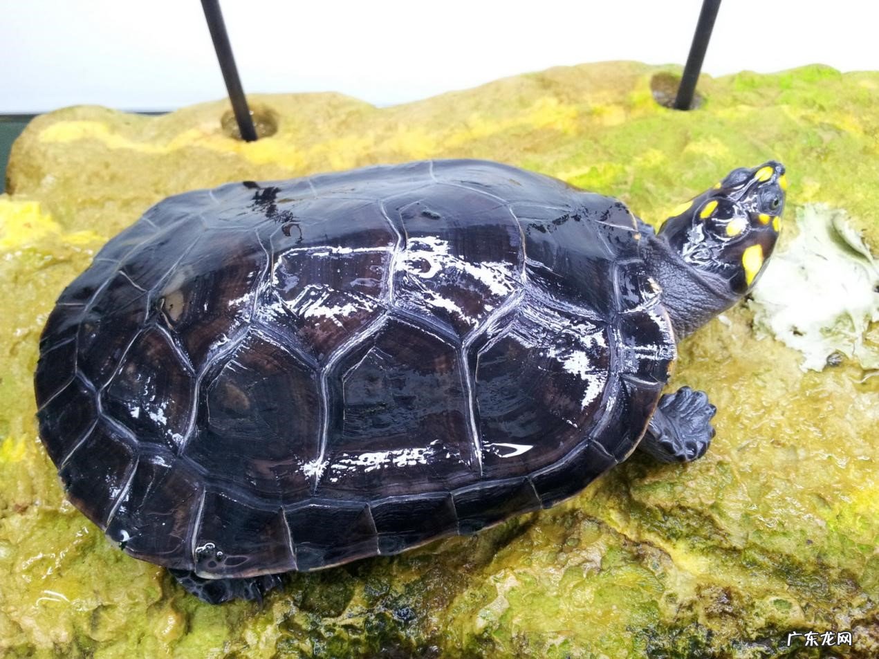 巴西龟,中华草鱼等 市场常见的宠物龟品种有哪些