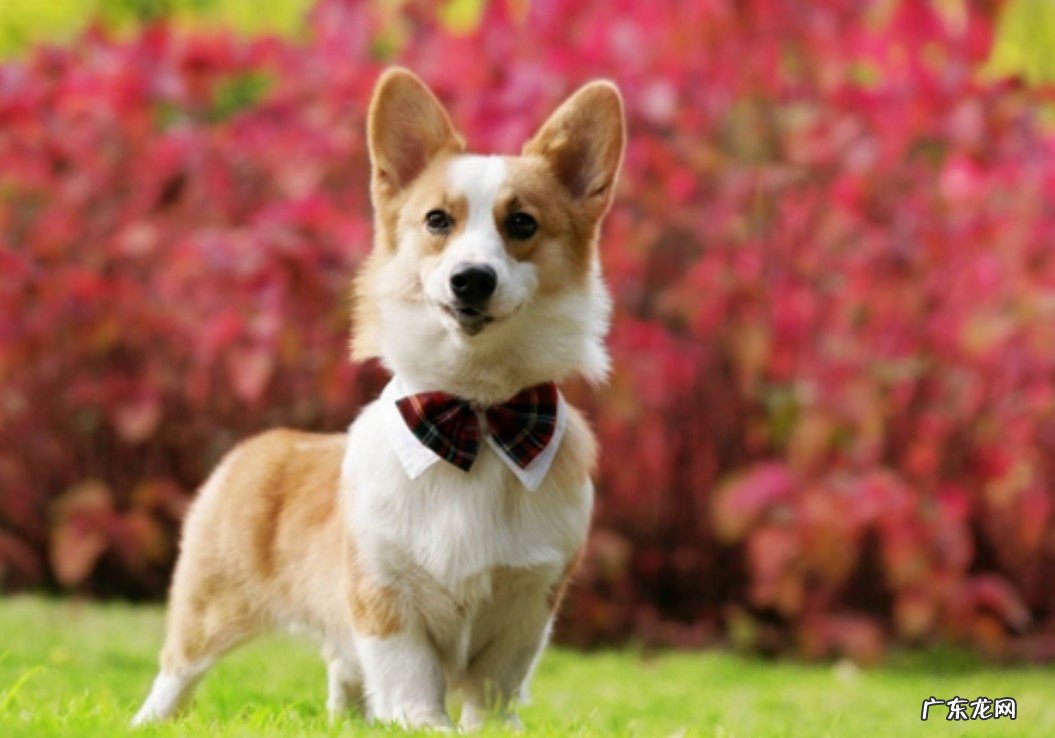 狗狗，乌龟等 镇宅旺主有灵性的宠物有哪些