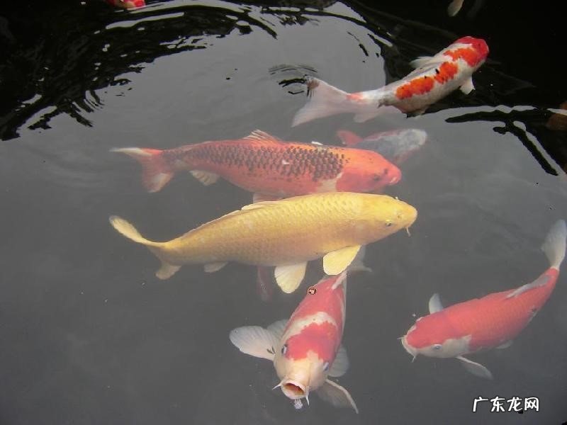 狗狗，乌龟等 镇宅旺主有灵性的宠物有哪些