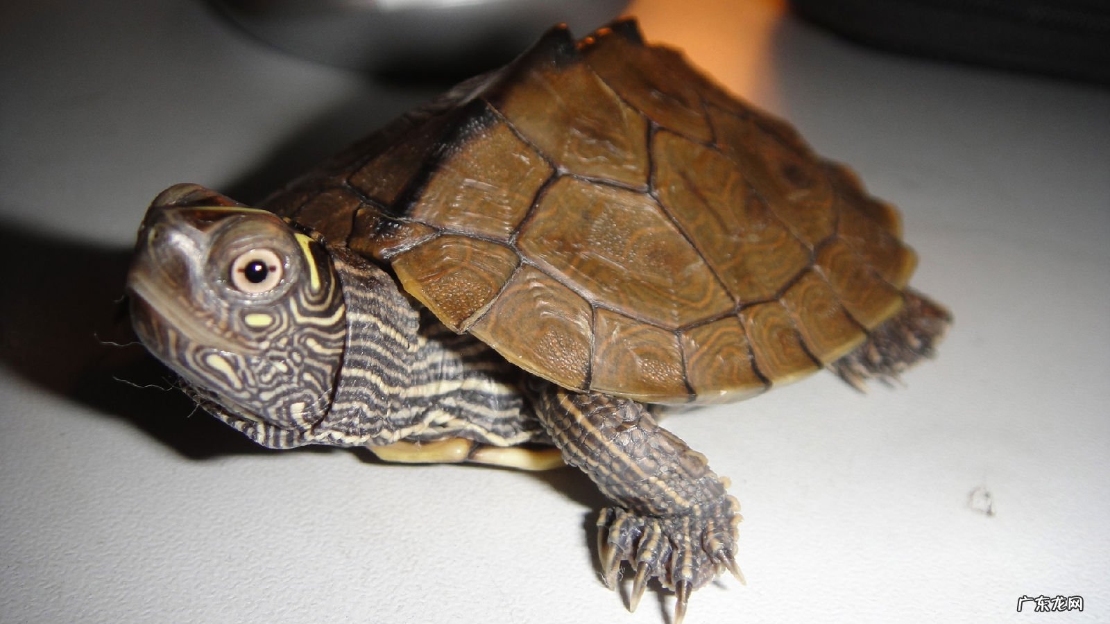 亚洲巨龟 哪些品种的乌龟更好养