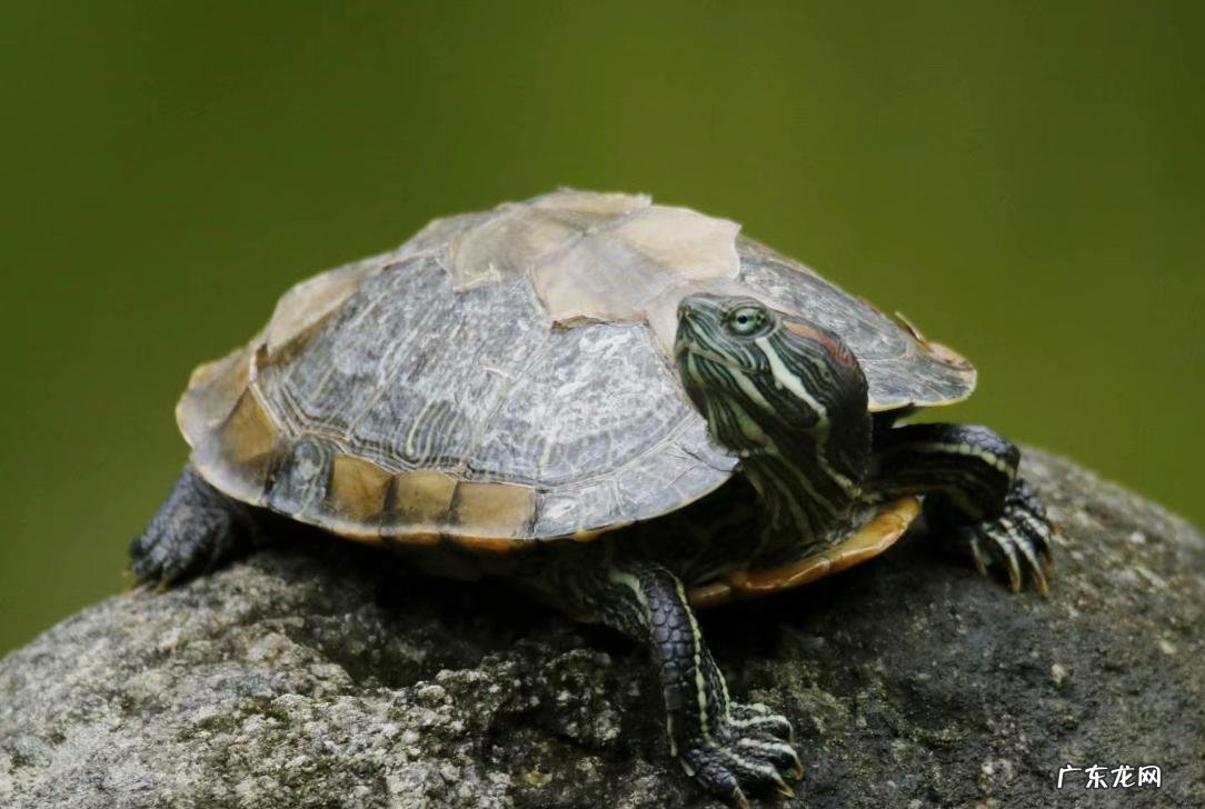 亚洲巨龟 哪些品种的乌龟更好养