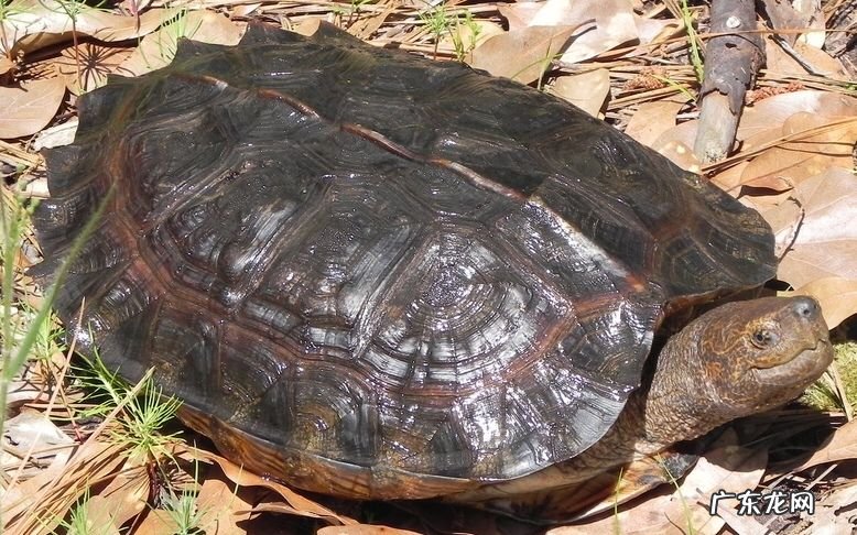 亚洲巨龟 哪些品种的乌龟更好养