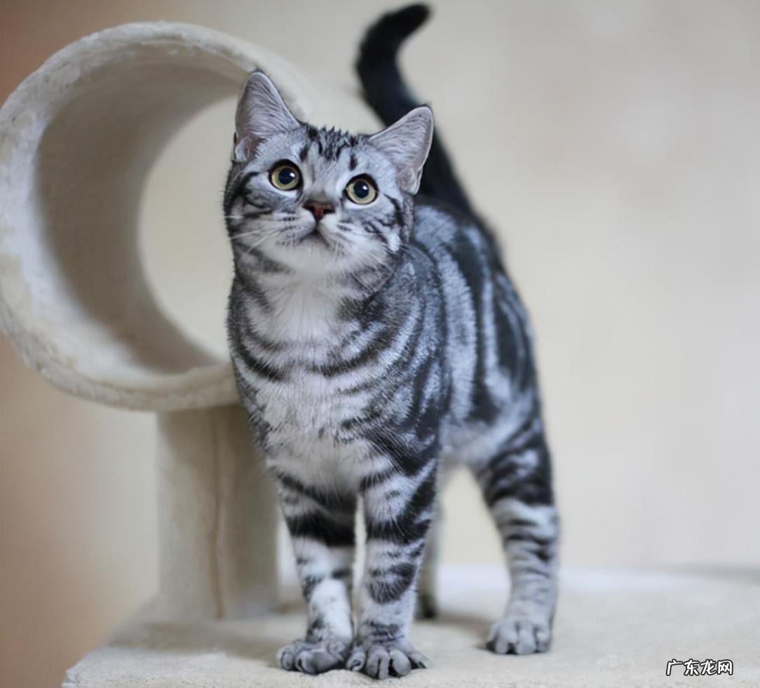 狸花猫 什么猫好养又便宜