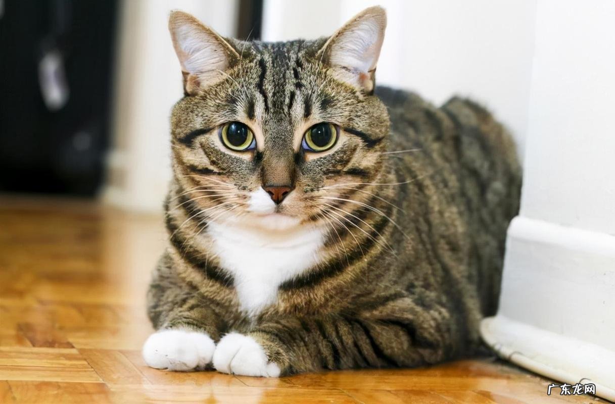 狸花猫 什么猫好养又便宜