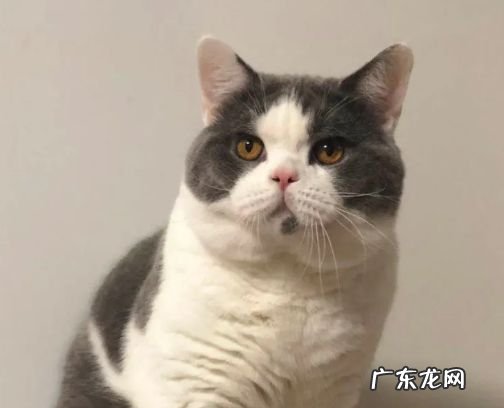 性格高冷 为什么越来越多的人不想养母猫