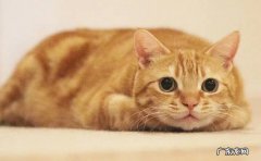 橘猫 哪些猫咪根本养不熟