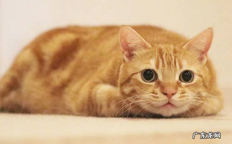 橘猫 哪些猫咪根本养不熟
