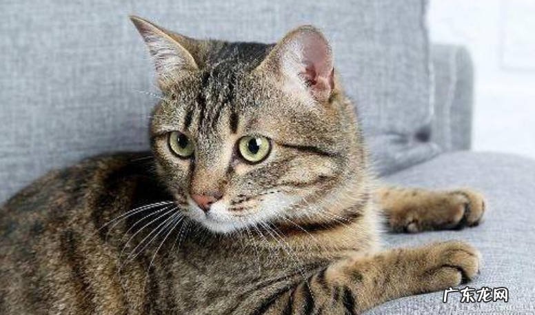 橘猫 哪些猫咪根本养不熟