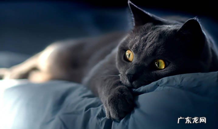 橘猫 哪些猫咪根本养不熟