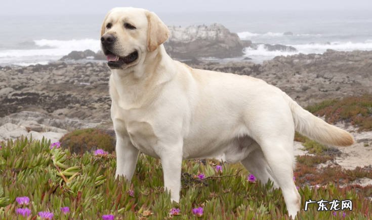 金毛 最听话的狗狗品种是什么