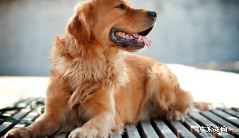金毛 最听话的狗狗品种是什么