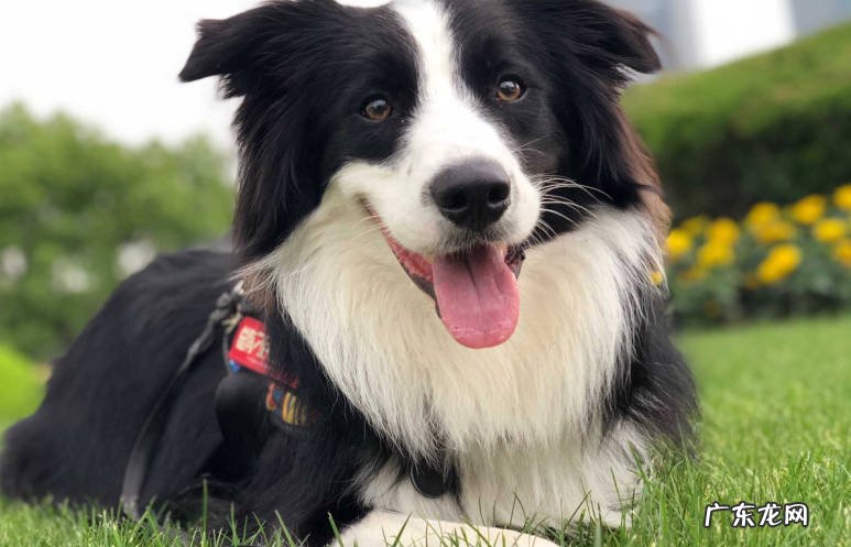 金毛 最听话的狗狗品种是什么