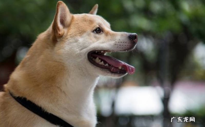 灵敏的嗅觉 狗狗认出主人的依据是什么