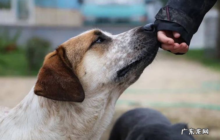 灵敏的嗅觉 狗狗认出主人的依据是什么