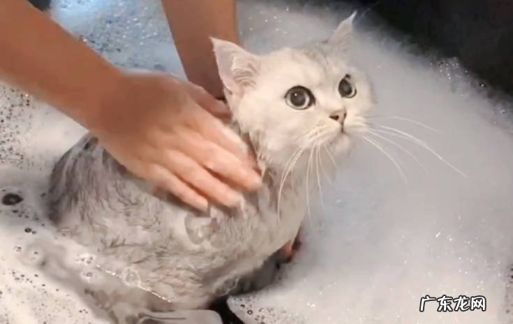 不忽视运动,不处于孤独状态等 喂养英短猫的技巧是什么