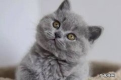 不忽视运动，不处于孤独状态等 喂养英短猫的技巧是什么