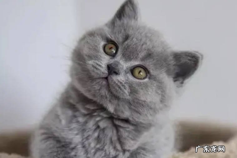 不忽视运动,不处于孤独状态等 喂养英短猫的技巧是什么